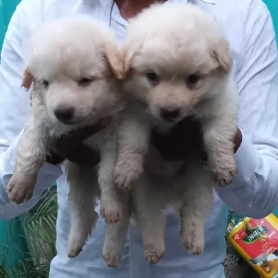 Pomeranian puppies for sale in Ajmer