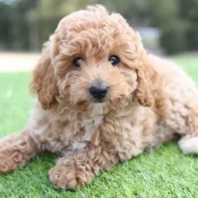 Poodle puppies for sale in Vijayawada
