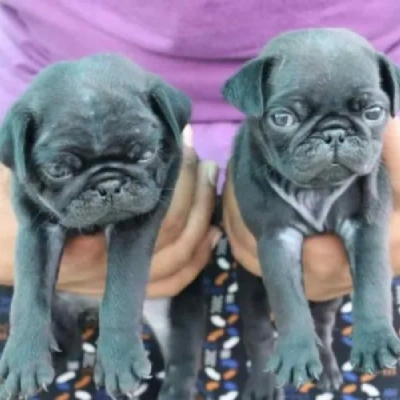 Pug puppies for sale in Ajmer