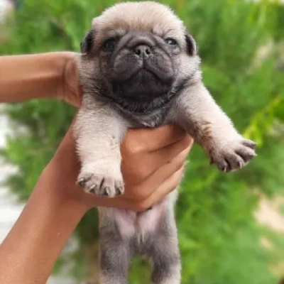 Pug puppies for sale in Ajmer