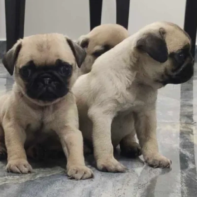 Pug puppies for sale in Ajmer