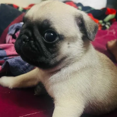 Pug puppies for sale in Ajmer