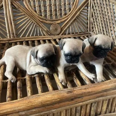 Pug puppies for sale in Ajmer