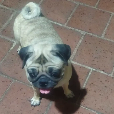 Pug puppies for sale in Ajmer