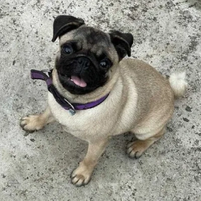 Pug puppies for sale in Ajmer