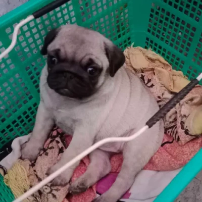 Pug puppies for sale in Ajmer