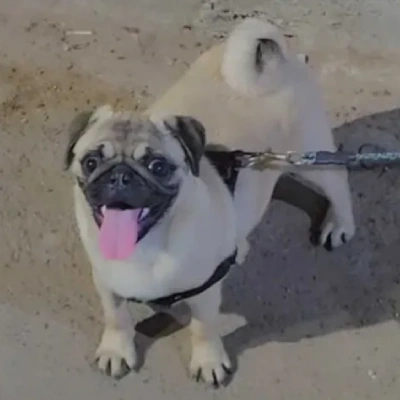 Pug puppies for sale in Ajmer