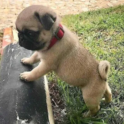 Pug puppies for sale in Ajmer