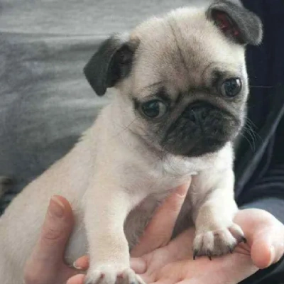 Pug puppies for sale in Ajmer