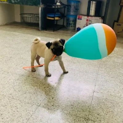 Pug puppies for sale in Ajmer