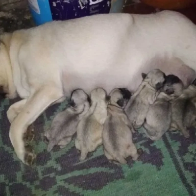 Pug puppies for sale in Ajmer