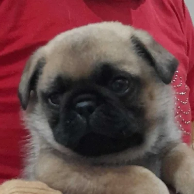Pug puppies for sale in Ajmer
