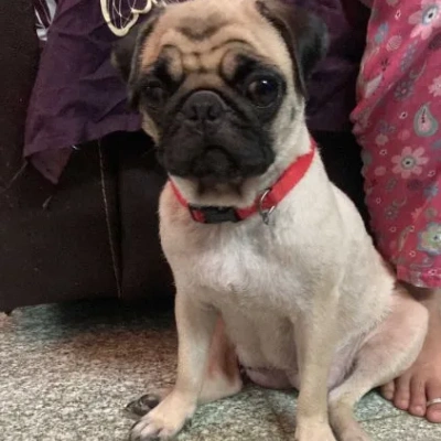 Pug puppies for sale in Ajmer
