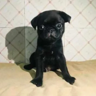 Pug puppies for sale in Ajmer