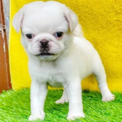 Pug puppies for sale in Ajmer