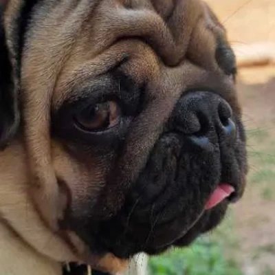 Pug puppies for sale in Ajmer