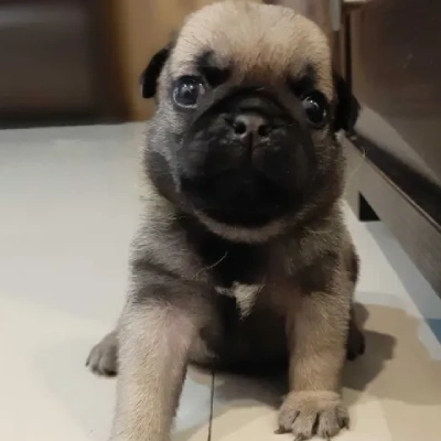 Pug puppies for sale in Ajmer