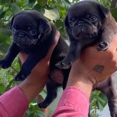 Pug puppies for sale in Ajmer
