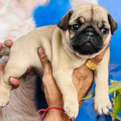 Pug puppies for sale in Ajmer
