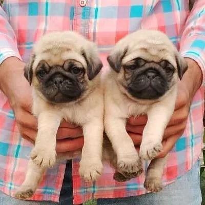 Pug puppies for sale in Ajmer