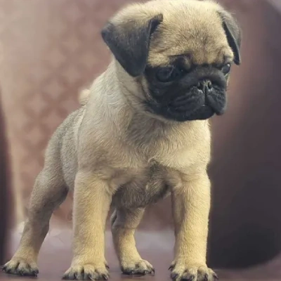 Pug puppies for sale in Ajmer