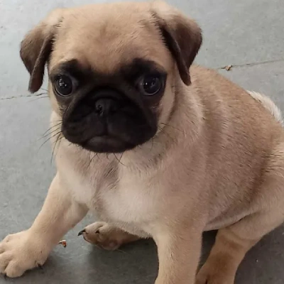 Pug puppies for sale in Ajmer