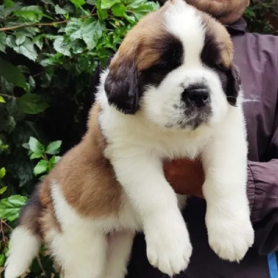Saint Bernard puppies for sale in Ajmer