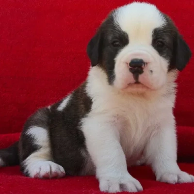 Saint Bernard puppies for sale in Ajmer