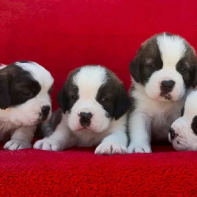 Saint Bernard puppies for sale in Ajmer