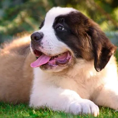 Saint Bernard puppies for sale in Ajmer