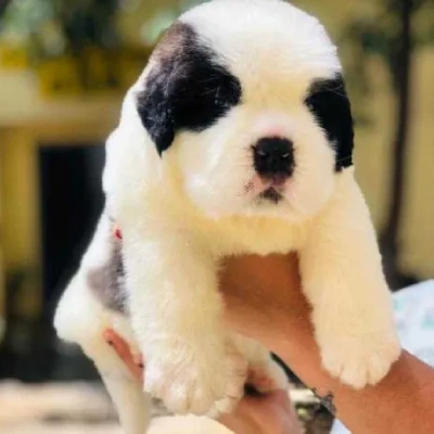 Saint Bernard puppies for sale in Ajmer