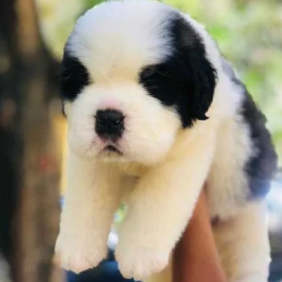 Saint Bernard puppies for sale in Ajmer