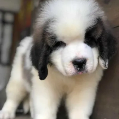 Saint Bernard puppies for sale in Ajmer