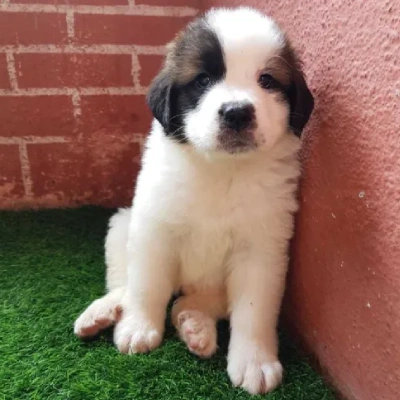 Saint Bernard puppies for sale in Ajmer