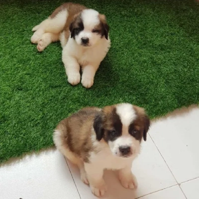 Saint Bernard puppies for sale in Ajmer