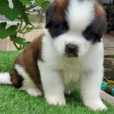 Saint Bernard puppies for sale in Ajmer