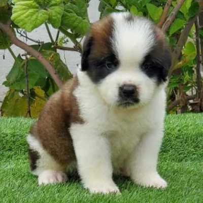 Saint Bernard puppies for sale in Ajmer