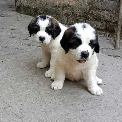 Saint Bernard puppies for sale in Ajmer