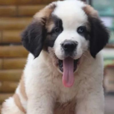 Saint Bernard puppies for sale in Ajmer