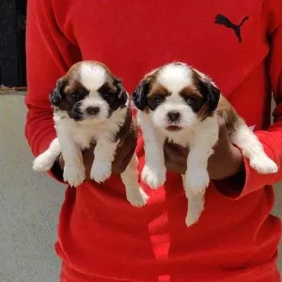 Shih Tzu puppies for sale in Jaipur
