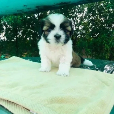 Shih Tzu puppies for sale in Jaipur