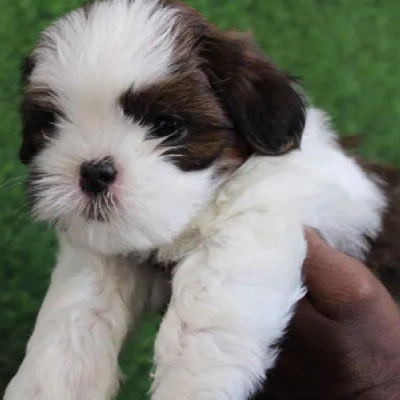 Shih Tzu puppies for sale in Jaipur