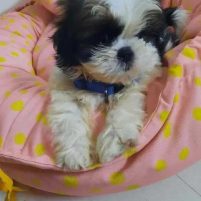 Shih Tzu puppies for sale in Jaipur