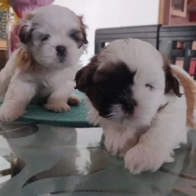 Shih Tzu puppies for sale in Visakhapatnam