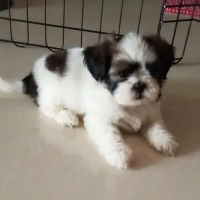 Shih Tzu puppies for sale in Jaipur