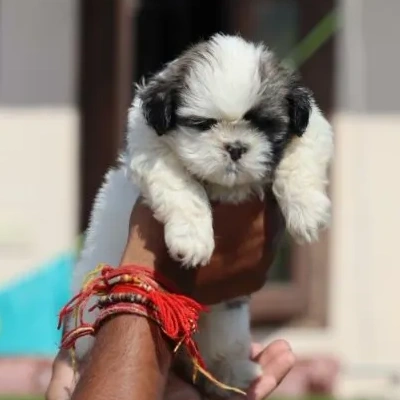 Shih Tzu puppies for sale in Visakhapatnam