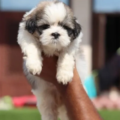 Shih Tzu puppies for sale in Visakhapatnam