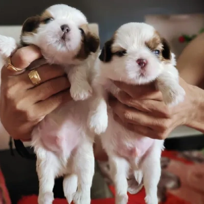 Shih Tzu puppies for sale in Jaipur