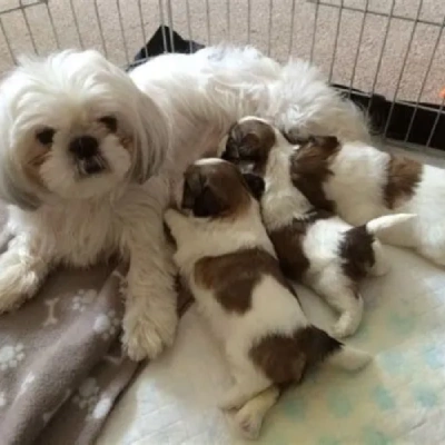 Shih Tzu puppies for sale in Visakhapatnam