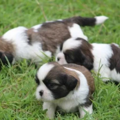 Shih Tzu puppies for sale in Jaipur